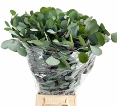 Eucalyptus Populus Per Bunch 70cm 400gr.