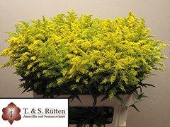 Solidago Marvellous Gold 75cm 30gr.
