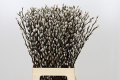 Salix Caprea Snow Flake 70cm