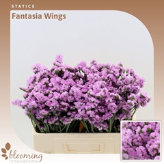 Limonium Sinuatum Fantasia Wings 50cm 20gr.