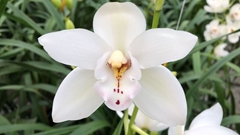 Cymbidium Mini Margot 60cm