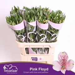 Alstroemeria Pink Floyd 75cm 50gr.