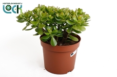 Crassula Ovata 21Ø 35cm