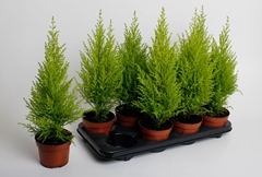 Cupressus Goldcrest Wilma 12Ø 50cm