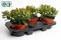 Crassula Sunset 17Ø 30cm