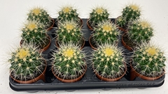 Echinocactus Grusoni 8Ø 13cm