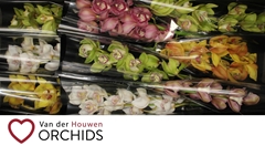 Cymbidium Mix 60cm