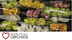 Cymbidium Mix 50cm