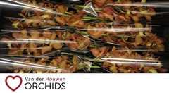 Cymbidium Charly Brown 70cm