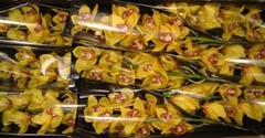 Cymbidium Esther 60cm