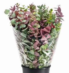 Eucalyptus Stuartiana Autunno Absorbed Per Bunch 75cm 200gr.