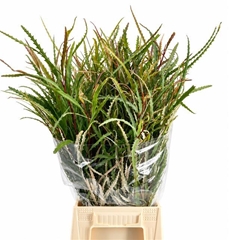 Grevillea Spiderman Per Bunch 70cm