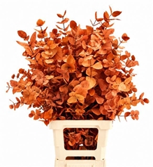 Eucalyptus Cinerea Orange Per Bunch 70cm 150gr.