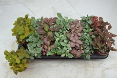Fittonia Mix 7 Colours 8Ø 12cm