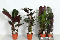Calathea Mixed 5 Varietys 19Ø 85cm