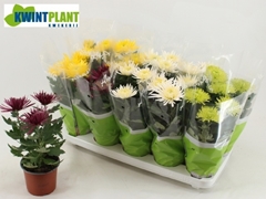 Chrysanth Anastasia Mix 12Ø 28cm