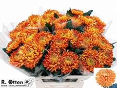 Chrysanth Single Astro 75cm 110gr.