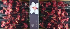Cymbidium Vulcano 80cm