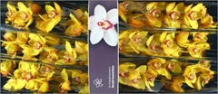 Cymbidium Esther 80cm