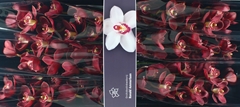 Cymbidium Vulcano 80cm
