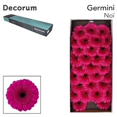 Gerbera Mini Black Center Noï 45cm 7cm Hd