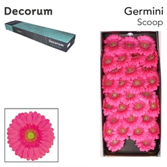 Gerbera Mini Green Center Scoop 45cm 7cm Hd