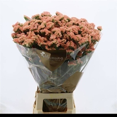 Limonium Sinuatum Peach Wings 70cm 40gr.