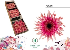 Gerbera Curly Gerpasta Flash 45cm 10cm Hd