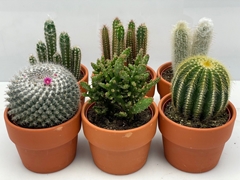 Cactus Mix 12Ø 11cm