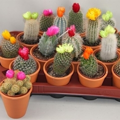 Cactus Decorated 8Ø 12cm