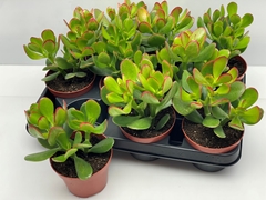 Crassula Ovata 10Ø 11cm