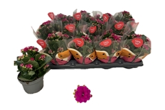 Kal Ge Rf Eliana 10Ø 18cm