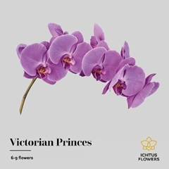 Phalaenopsis Victorian Princess 55cm 7+