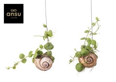 Dischidia Nummularia 10Ø 30cm