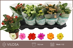 Kalanchoe Double Mix 10Ø 22cm