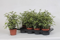Ficus Benjamina Kinky 12Ø 30cm