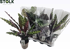 Calathea Mixed 4 Varietys 14Ø 55cm