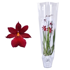 Burrageara Nelly Isler 12Ø 55cm 2st