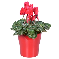 Cyclamen Super Serie Allure 14Ø 27cm