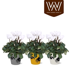 Cyclamen Super Serie Allure 12Ø 30cm