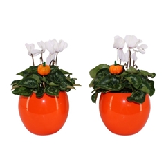 Cyclamen Super Serie Allure 12Ø 30cm