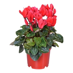 Cyclamen Super Serie Allure 12Ø 25cm