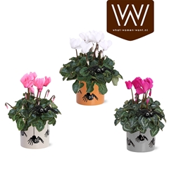 Cyclamen Super Serie Allure 12Ø 30cm