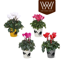 Cyclamen Super Serie Allure 12Ø 30cm
