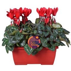 Cyclamen Super Serie Allure 25Ø 30cm