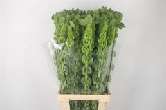 Moluccella 100cm