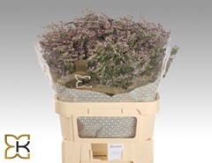 Limonium Safora Oshi Pink 80cm 40gr.