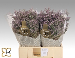 Limonium Safora Lilac 60cm 20gr.