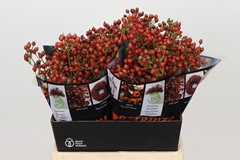 Rosa Autumn Rosefruits 45cm