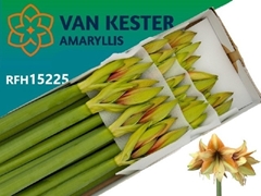 Hippeastrum Mocca 80cm